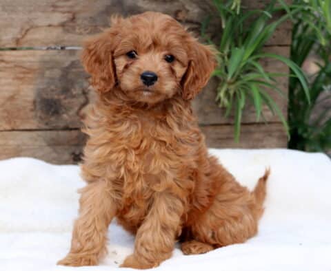 Charming Cavapoo puppy with soft apricot waves and floppy ears sitting alertly on a white blanket in front of rustic wooden boards and greenery.