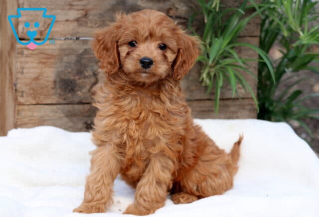Charming Cavapoo puppy with soft apricot waves and floppy ears sitting alertly on a white blanket in front of rustic wooden boards and greenery. image