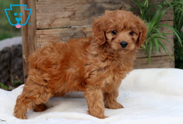 Curly-coated Cavapoo puppy with rich apricot fur standing alertly on a white blanket with greenery and wood in the background. image