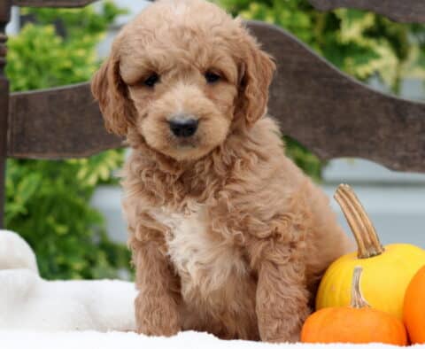 Roger Mini Goldendoodle