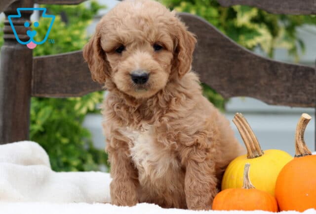 Roger Mini Goldendoodle image