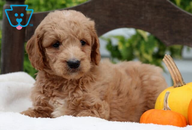 Roger Mini Goldendoodle2 image