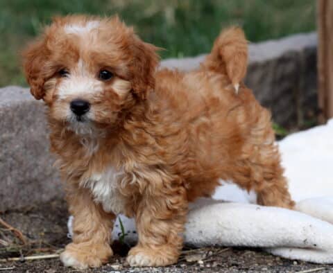 Adorable Cavapoo puppy with apricot and white curly fur standing near a stone border, looking curious with its tail raised.