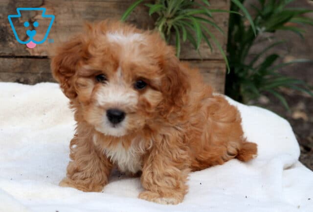 Fluffy Cavapoo puppy with apricot and white curls lying down on a soft blanket, gazing forward with a gentle expression. image