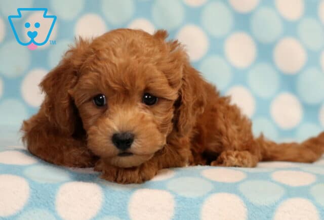 Rory Bichpoo image