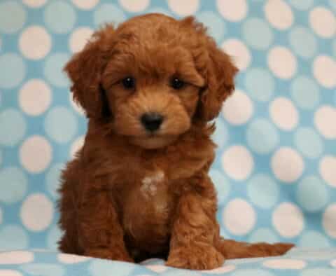 Rory Bichpoo2