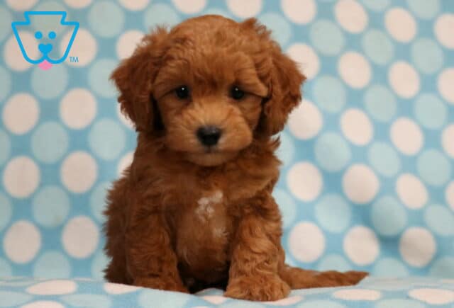 Rory Bichpoo2 image