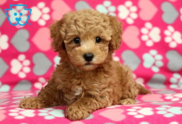 Rosie Bichpoo image