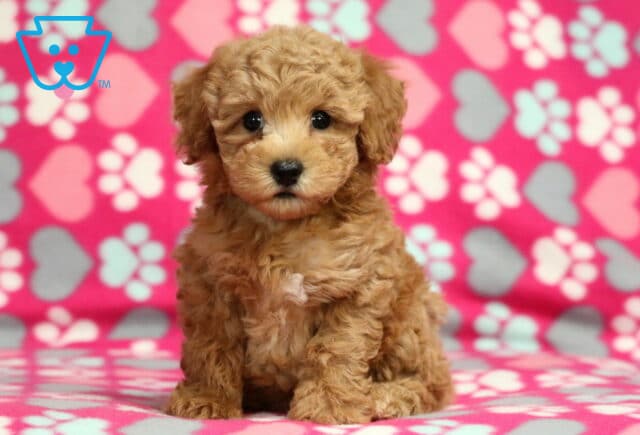 Rosie Bichpoo2 image
