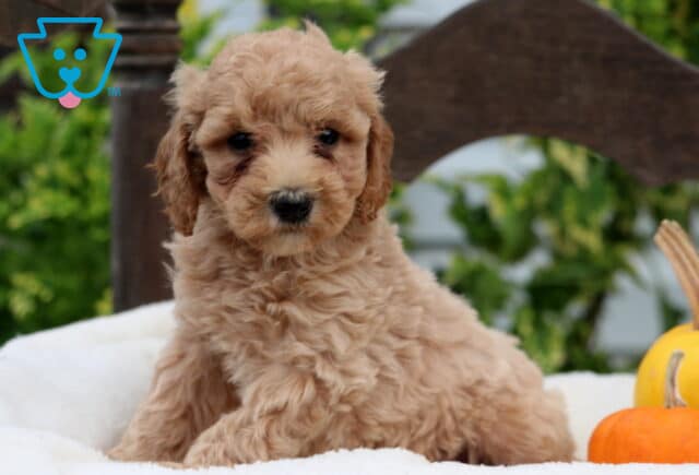 Rosie Mini Goldendoodle image