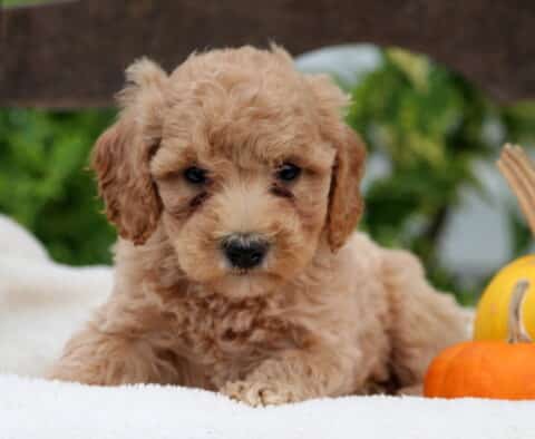 Rosie Mini Goldendoodle2