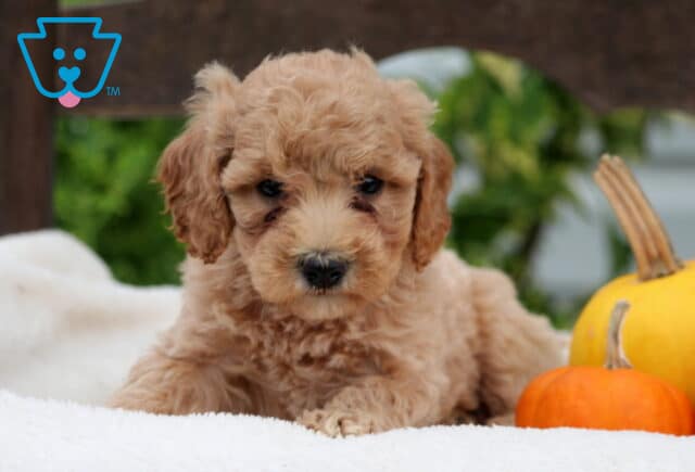 Rosie Mini Goldendoodle2 image