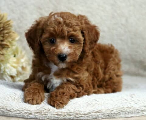 Rosie Mini Poodle Rosie Mini Poodle