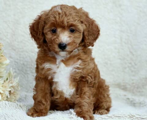 Rosie Mini Poodle2