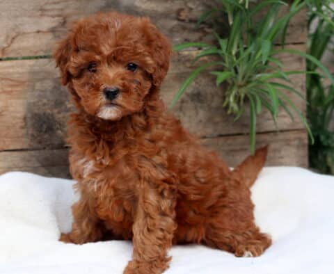 Fluffy Cavapoo puppy with apricot and white curls lying down on a soft blanket, gazing forward with a gentle expression.