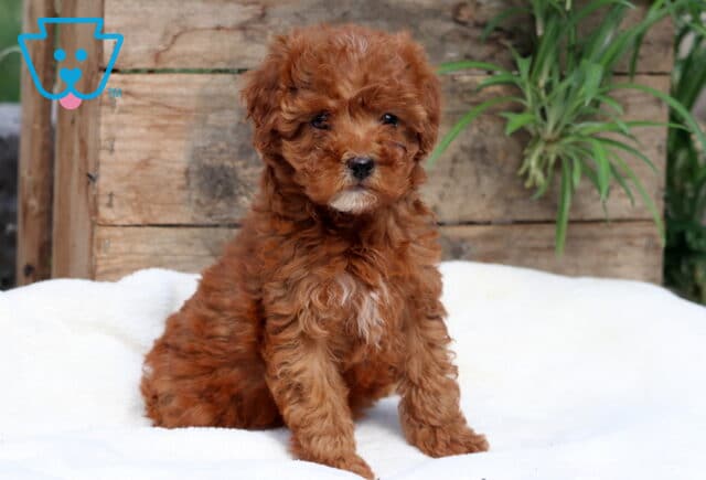 Adorable Cavapoo puppy with rich red curls and a small white patch on its chest sitting on a soft blanket in front of rustic wooden boards. image