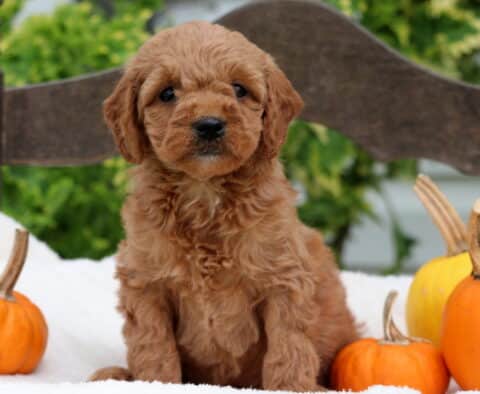 Mini Goldendoodle puppy with soft curly red coat sitting on a cream blanket beside small pumpkins outdoors. This adorable Mini Goldendoodle has dark eyes, a cute black nose, and a sweet fall-themed backdrop — perfect example of a friendly, family-raised Mini Goldendoodle puppy.