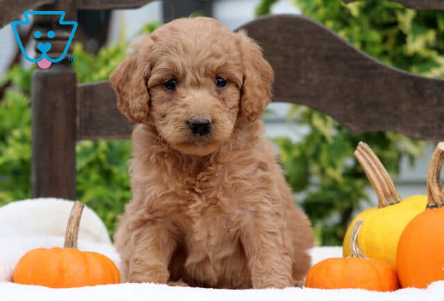 Royal Mini GOldendoodle image