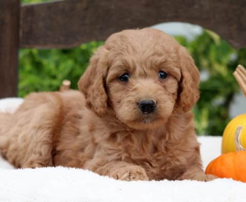 Mini Goldendoodle puppy with soft apricot curls lying on a cream blanket beside pumpkins.