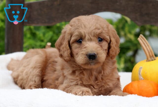 Royal Mini GOldendoodle2 image