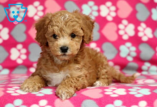 Ruby Bichpoo image