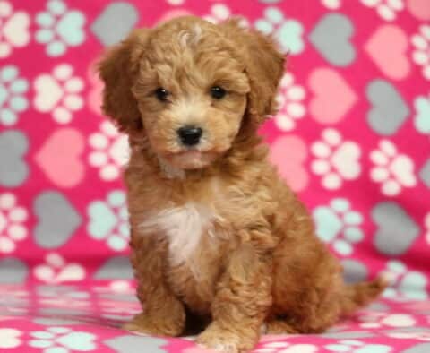 Ruby Bichpoo2
