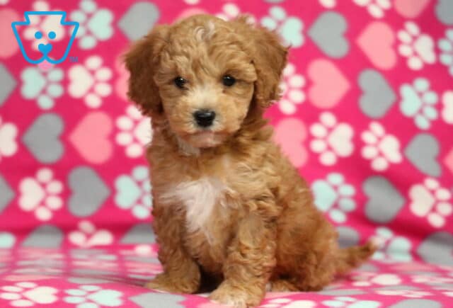 Ruby Bichpoo2 image