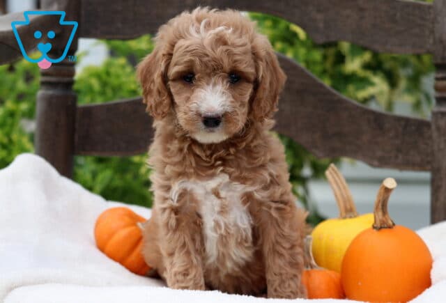 Adorable Mini Goldendoodle puppy with soft, curly apricot and white fur sitting on a cream blanket beside small orange and yellow pumpkins. The puppy has a white snout and chest, with a sweet, curious expression while posing on a rustic wooden chair outdoors. image