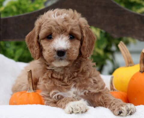 Cute Mini Goldendoodle puppy with curly apricot fur and white markings resting on a soft cream blanket beside small orange and yellow pumpkins. The puppy is laying down with front paws crossed, looking calmly at the camera on a rustic wooden bench outdoors.