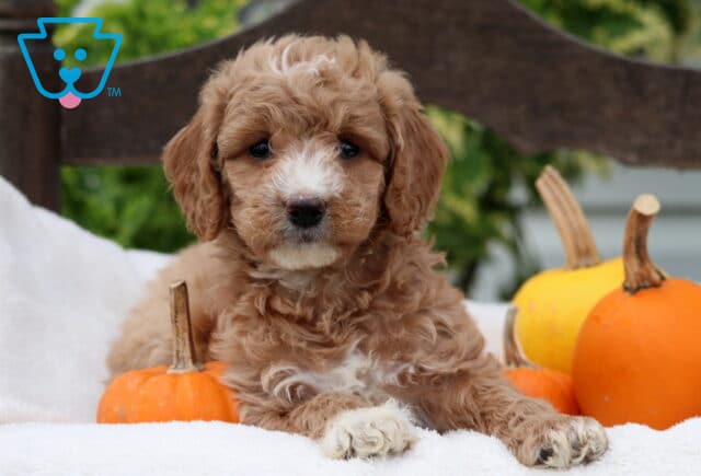 Cute Mini Goldendoodle puppy with curly apricot fur and white markings resting on a soft cream blanket beside small orange and yellow pumpkins. The puppy is laying down with front paws crossed, looking calmly at the camera on a rustic wooden bench outdoors. image