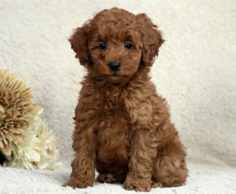 Ruby Mini Poodle Ruby Mini Poodle