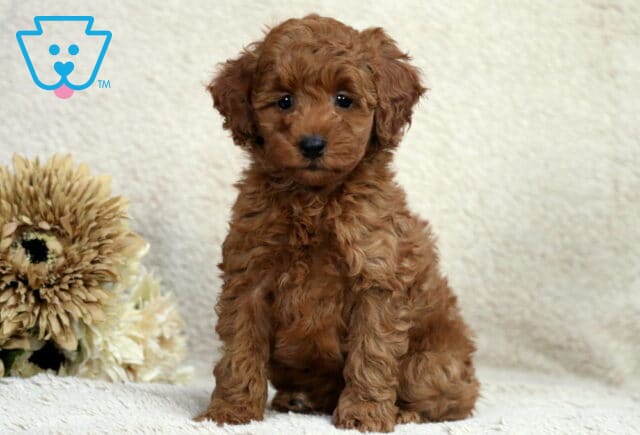 Ruby Mini Poodle image