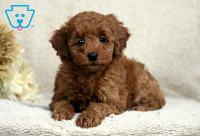 Ruby Mini Poodle2 image