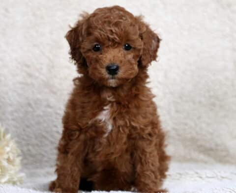 Rylie Mini Poodle Rylie Mini Poodle