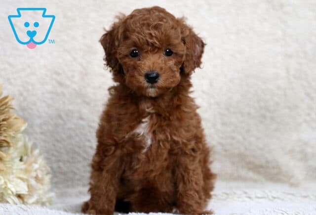 Rylie Mini Poodle image