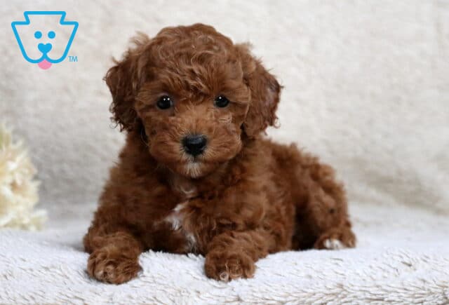 Rylie Mini Poodle2 image