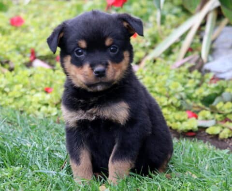 Sadie Rottie Sadie Rottie