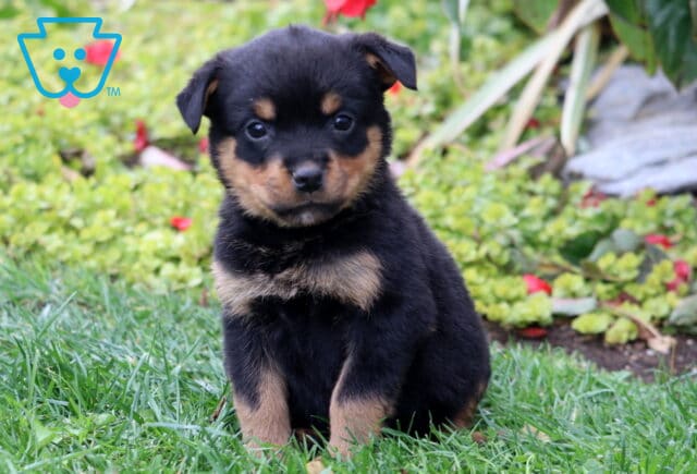 Sadie Rottie image