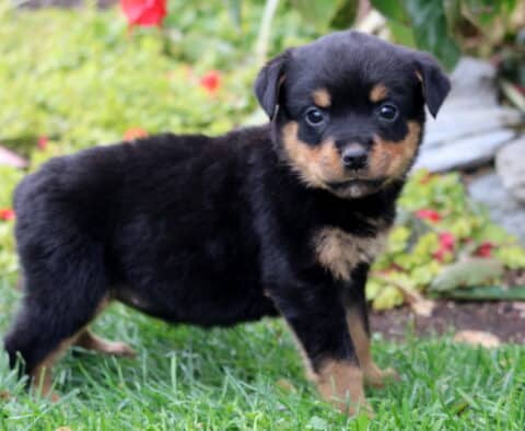 Adorable Rottweiler puppy standing on grass in a garden, showing a shiny black coat with tan accents and bright, curious eyes.