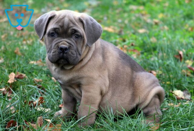 Sage Cane Corso image