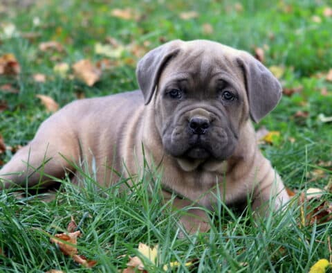 Sage Cane Corso2 Sage Cane Corso2