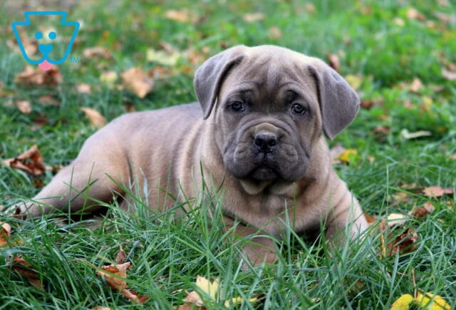 Sage Cane Corso2 image