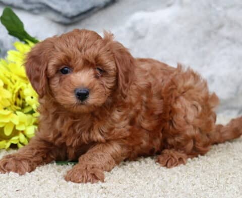 Sage Cavapoo