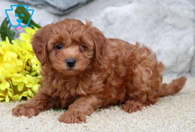 Sage Cavapoo image