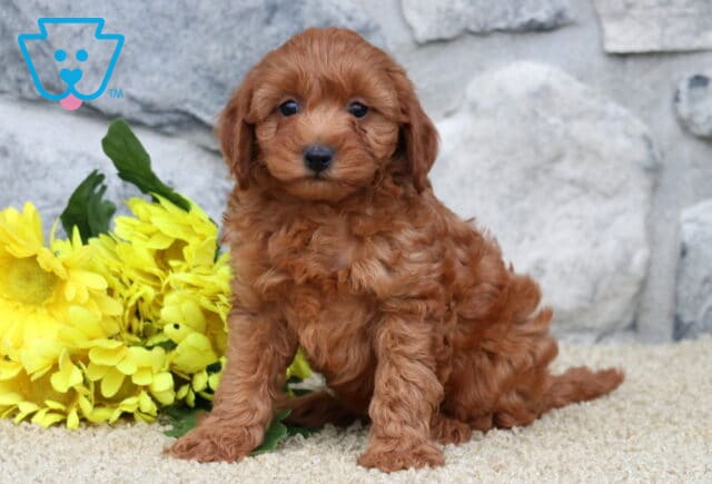 Sage Cavapoo2 image