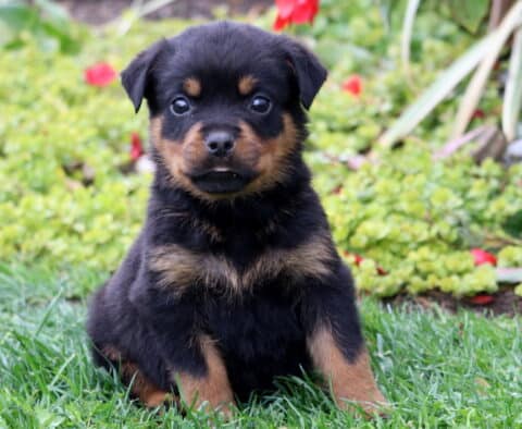 Sage Rottie Sage Rottie