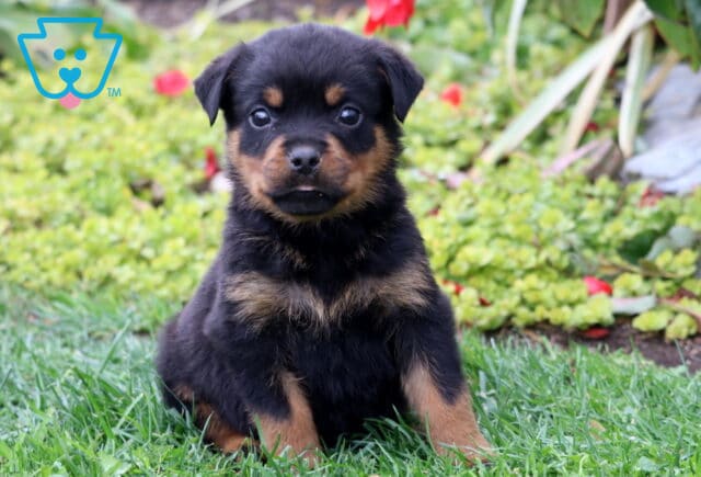 Sage Rottie image