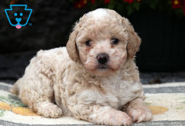 Sandy Mini Poodle image