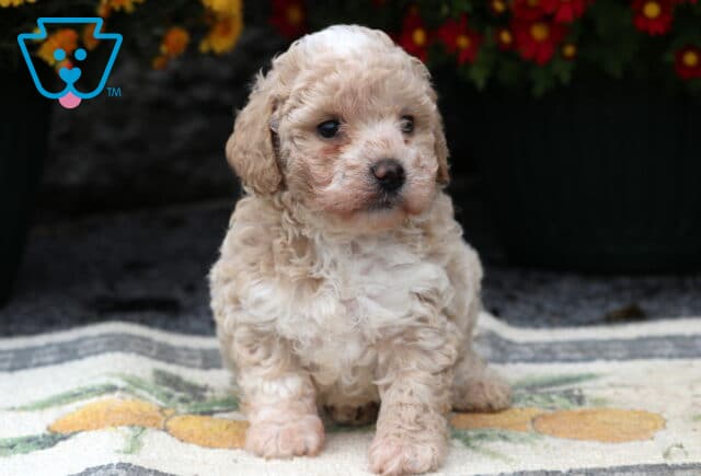 Sandy Mini Poodle2 image