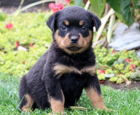 Sara Rottie Sara Rottie